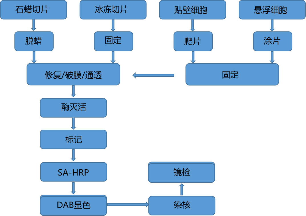 石蠟/冰凍切片TUNEL凋亡(圖1)